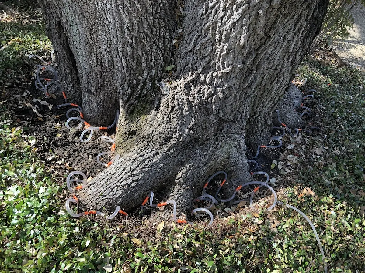 Detailed Tree Cabling and Bracing job site in Rackerby