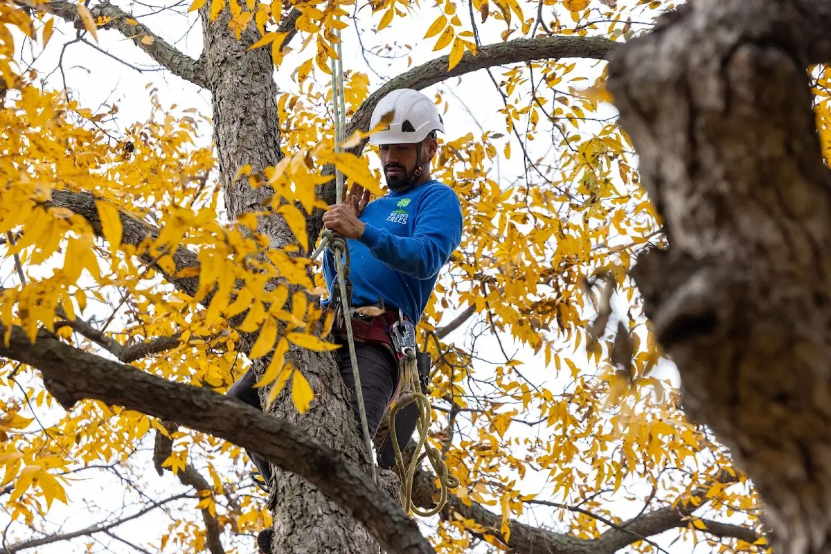 Skilled Storm Damage Cleanup crew working in Rackerby