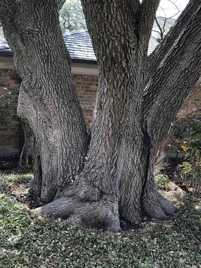 Mature heritage tree close to a Rackerby property cared for by certified arborists