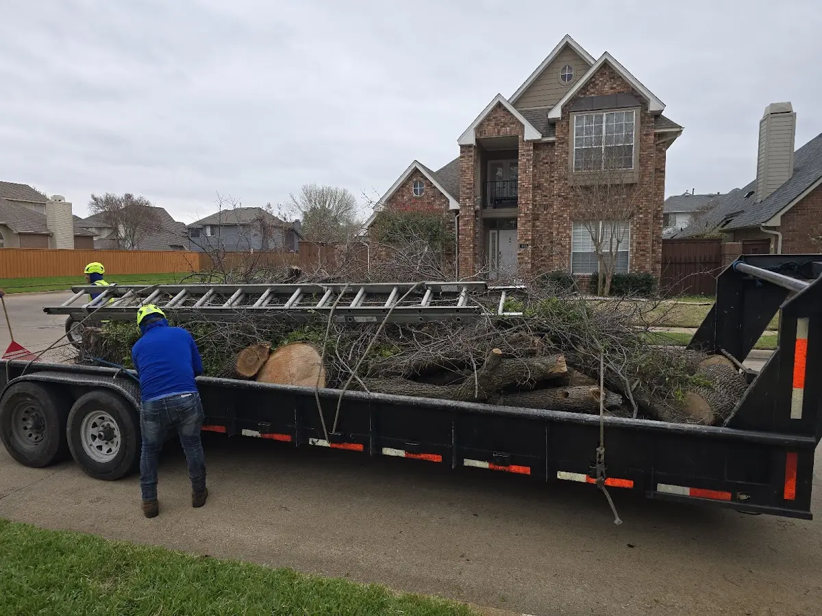 Expert Tree Removal with proper safety equipment in Rackerby